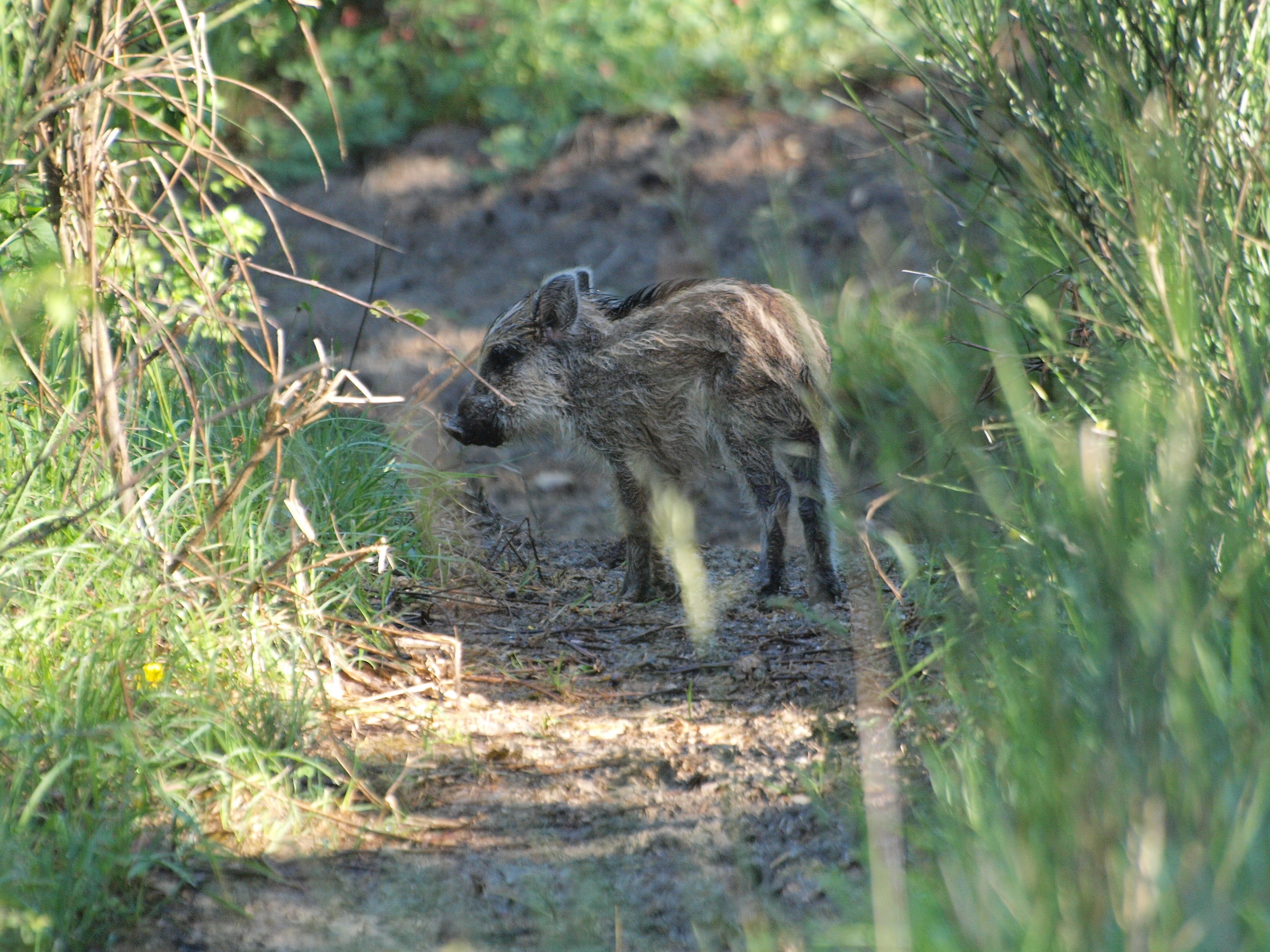 Cucciolo di cinghiale