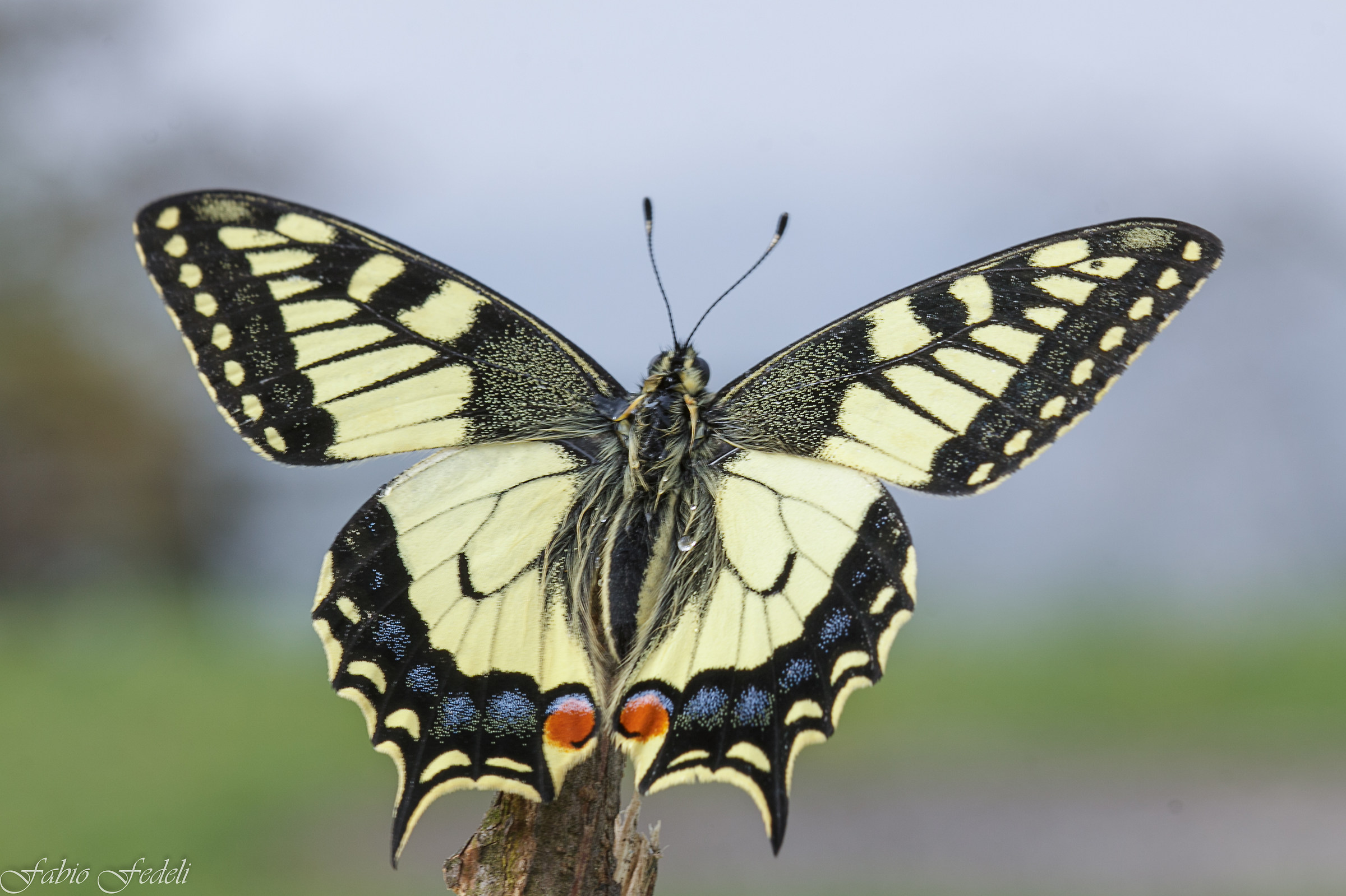 Papilio