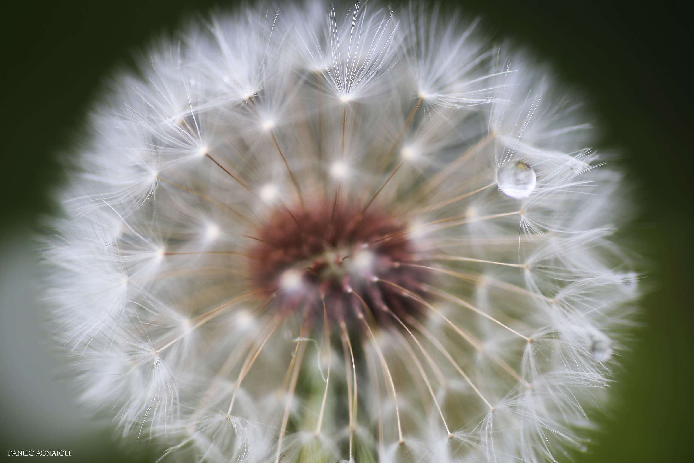 Taraxacum officinale