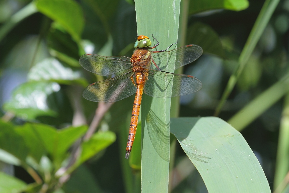 libellula