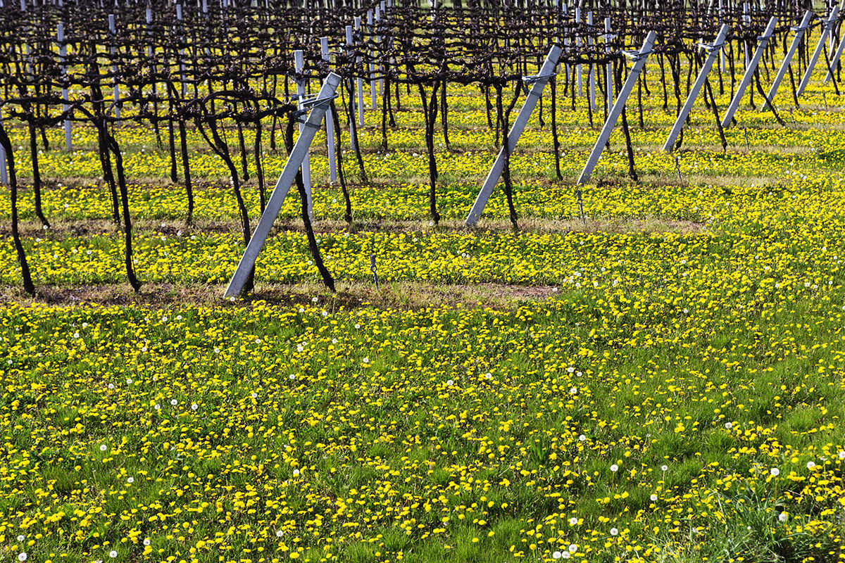 Red Tocai from the Berici
