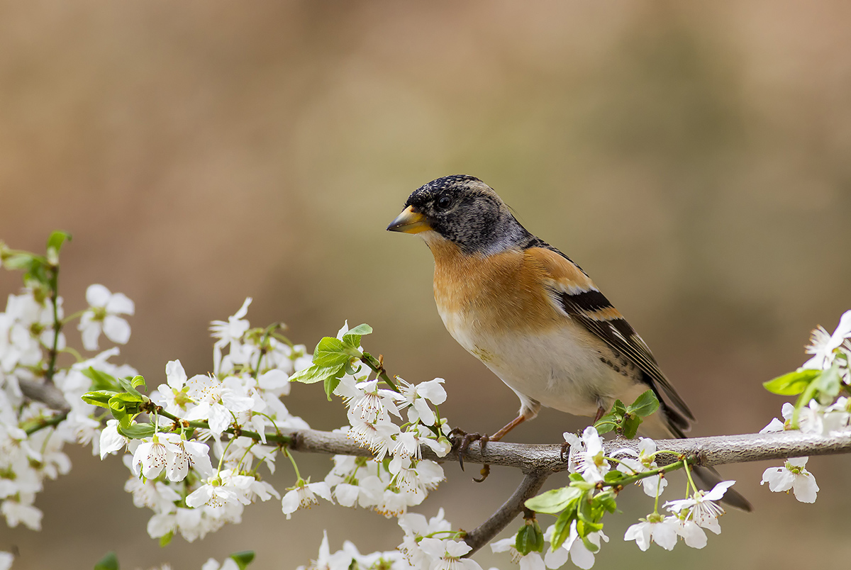 brambling spring