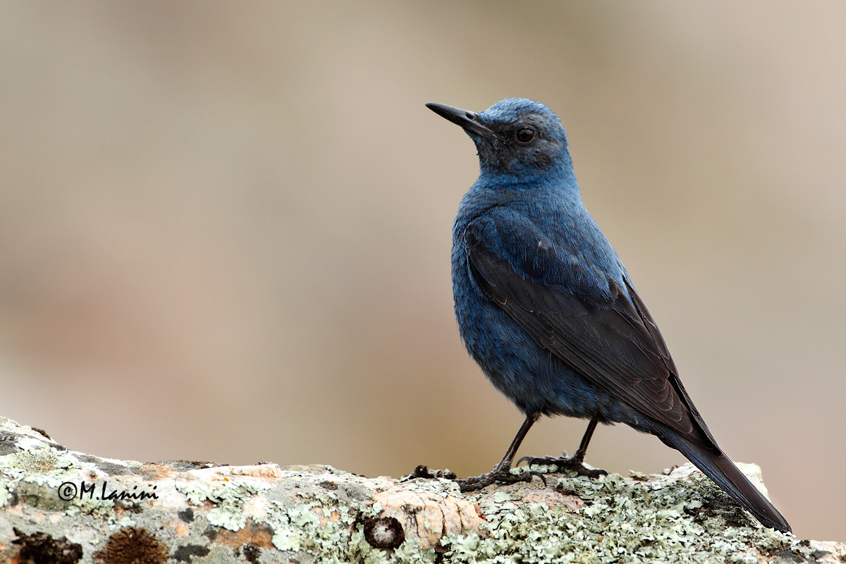 Passero solitario prima del tramonto