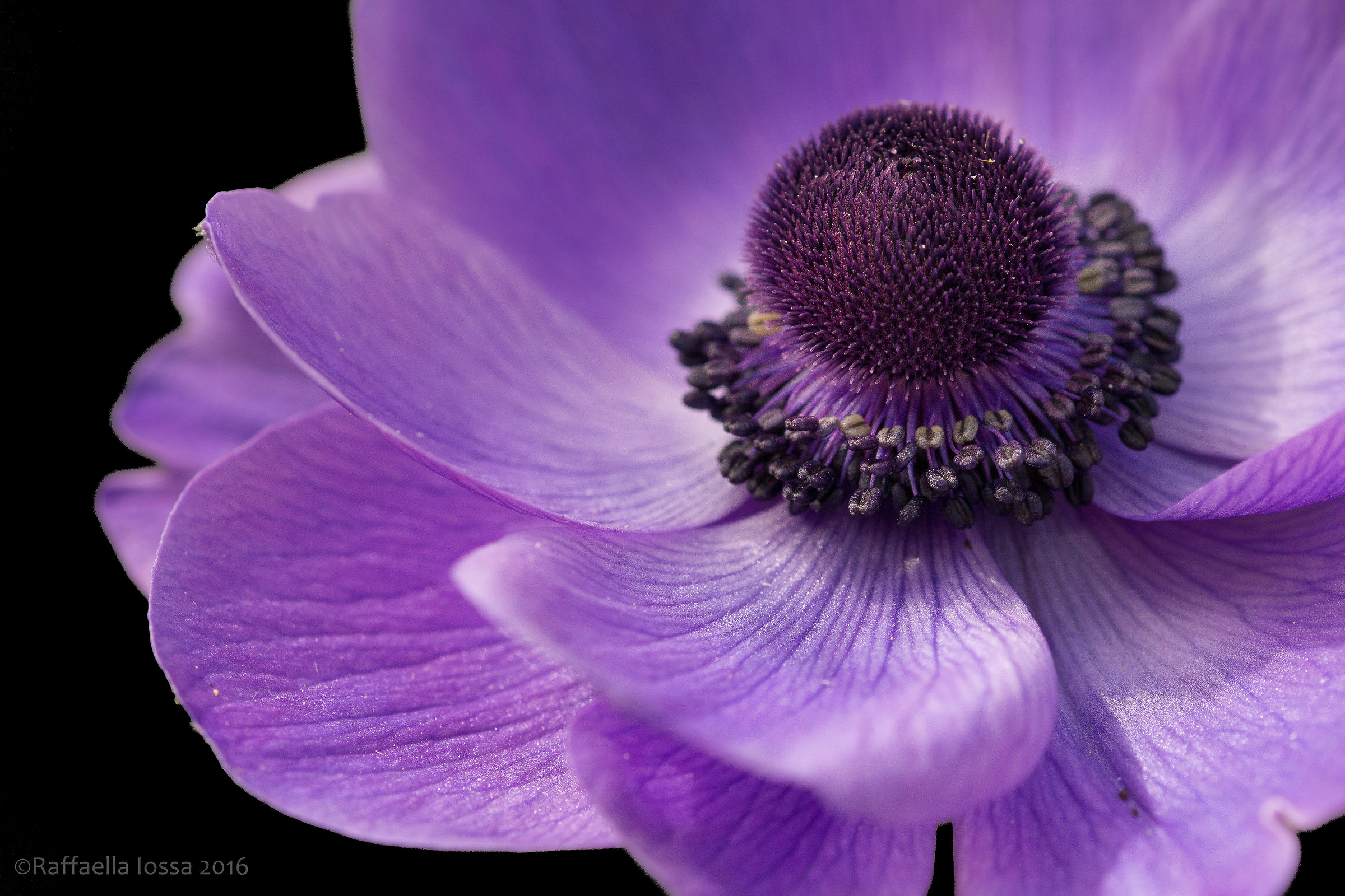 anemone