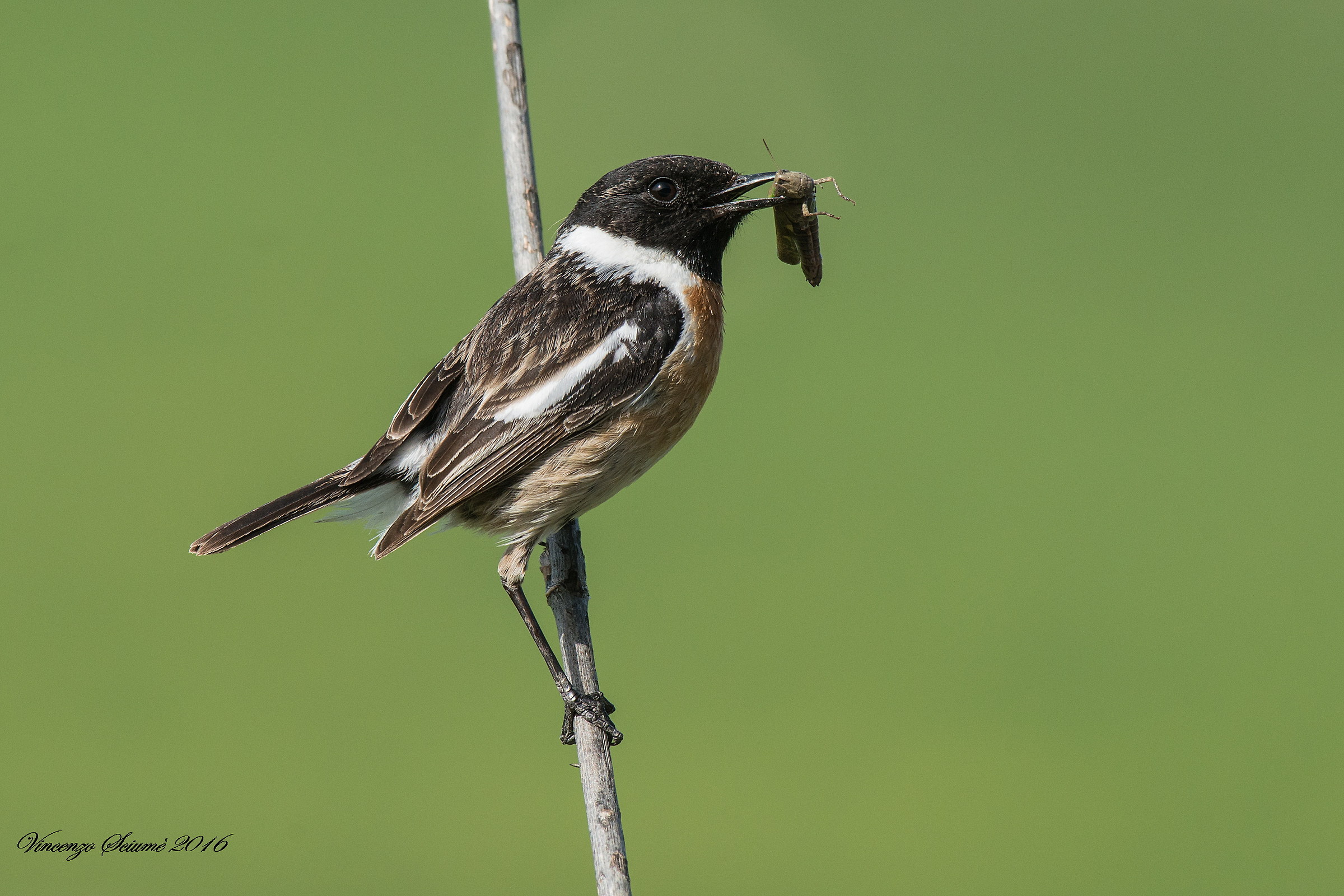 Stonechat (male) with prey
