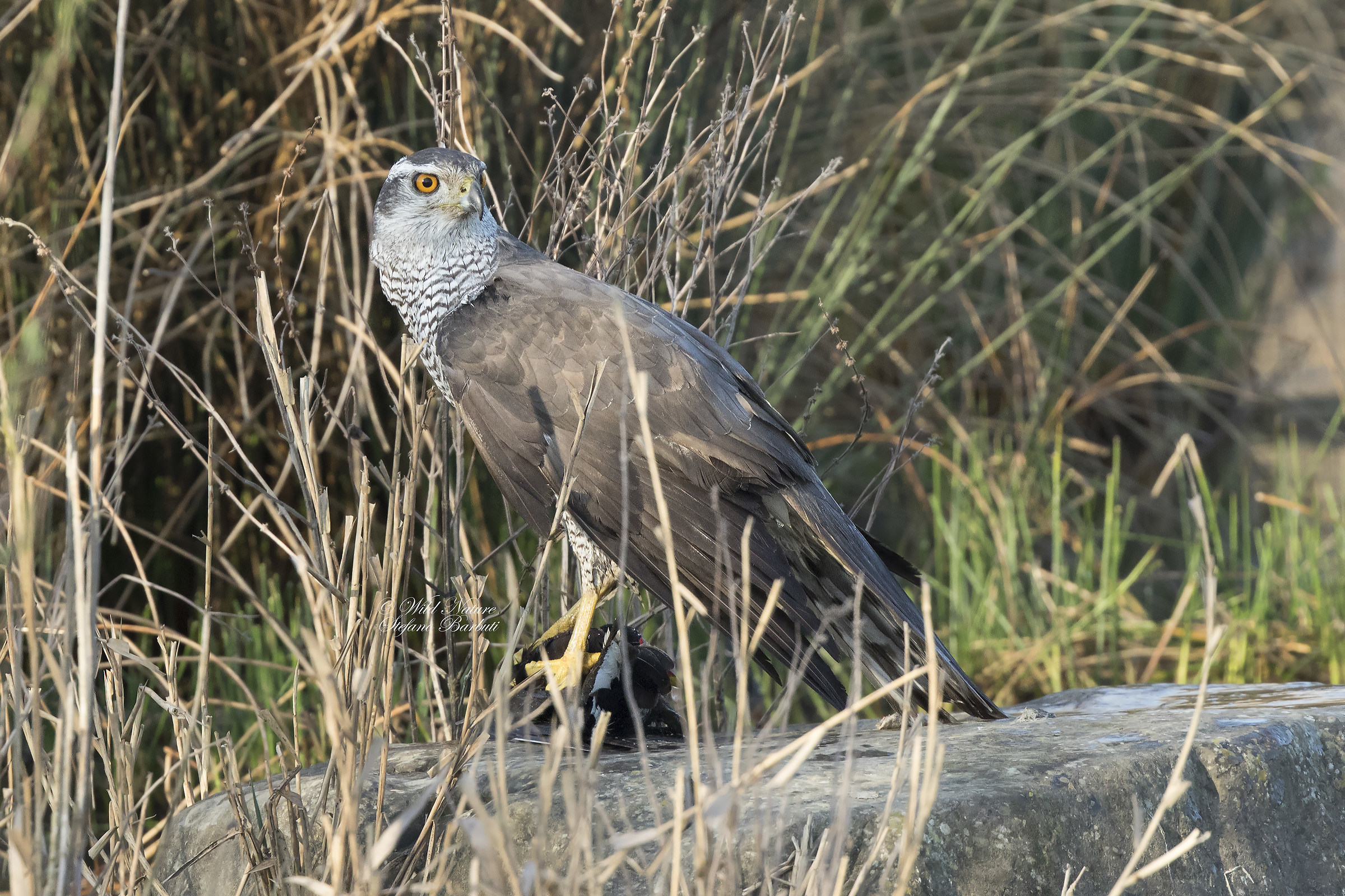Astore femmina con preda
