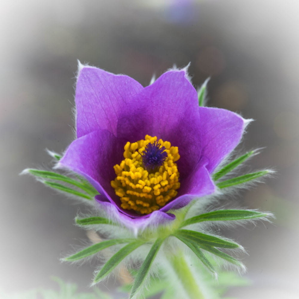 Pulsatilla