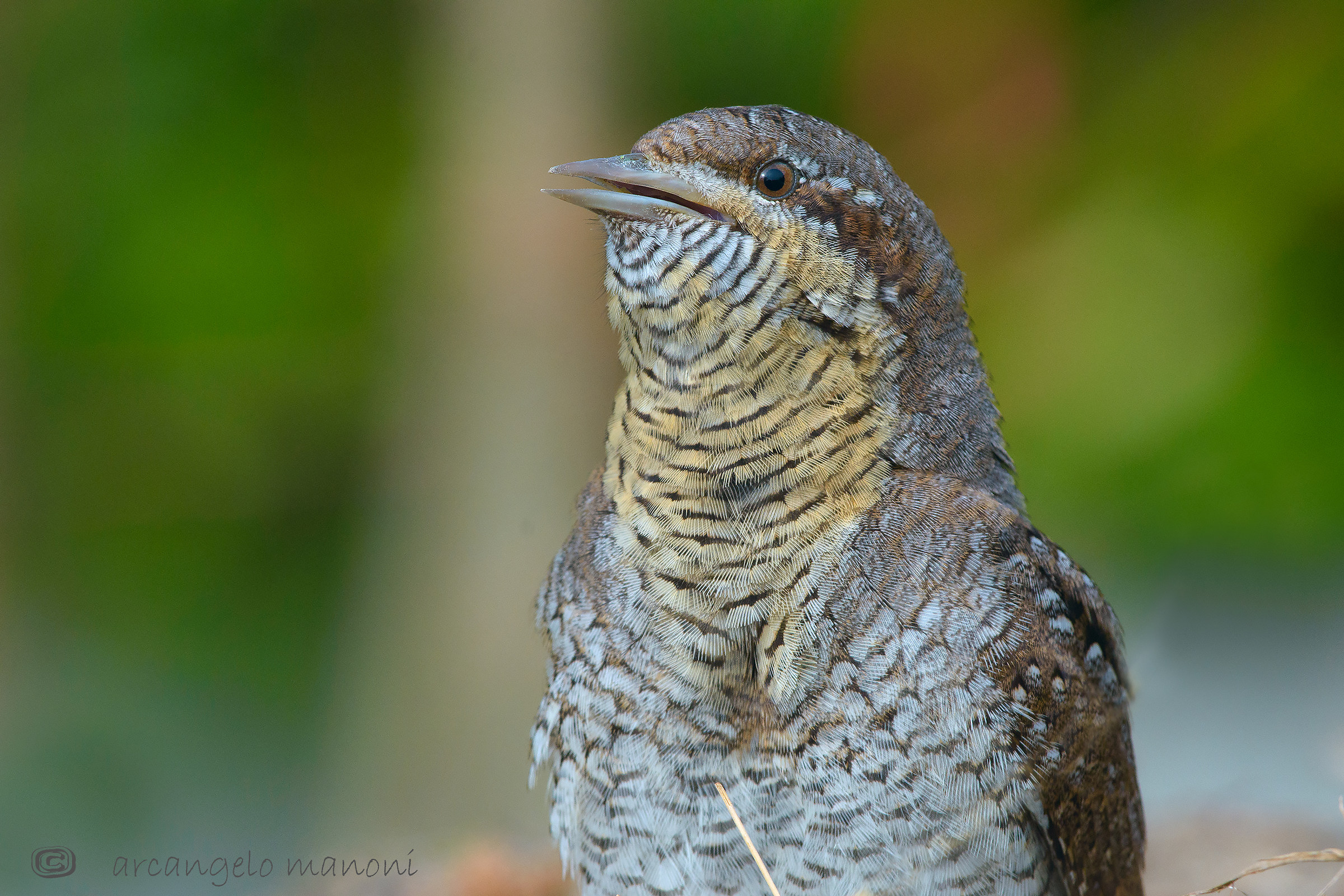 The first spring songwriter
