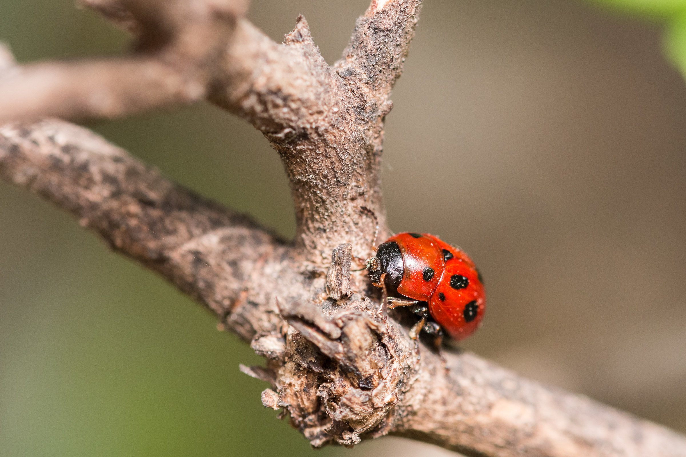 Coccinella