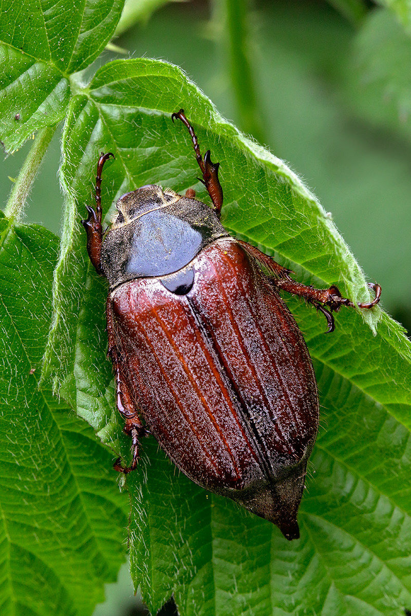 Maggiolino - Melolontha melolontha