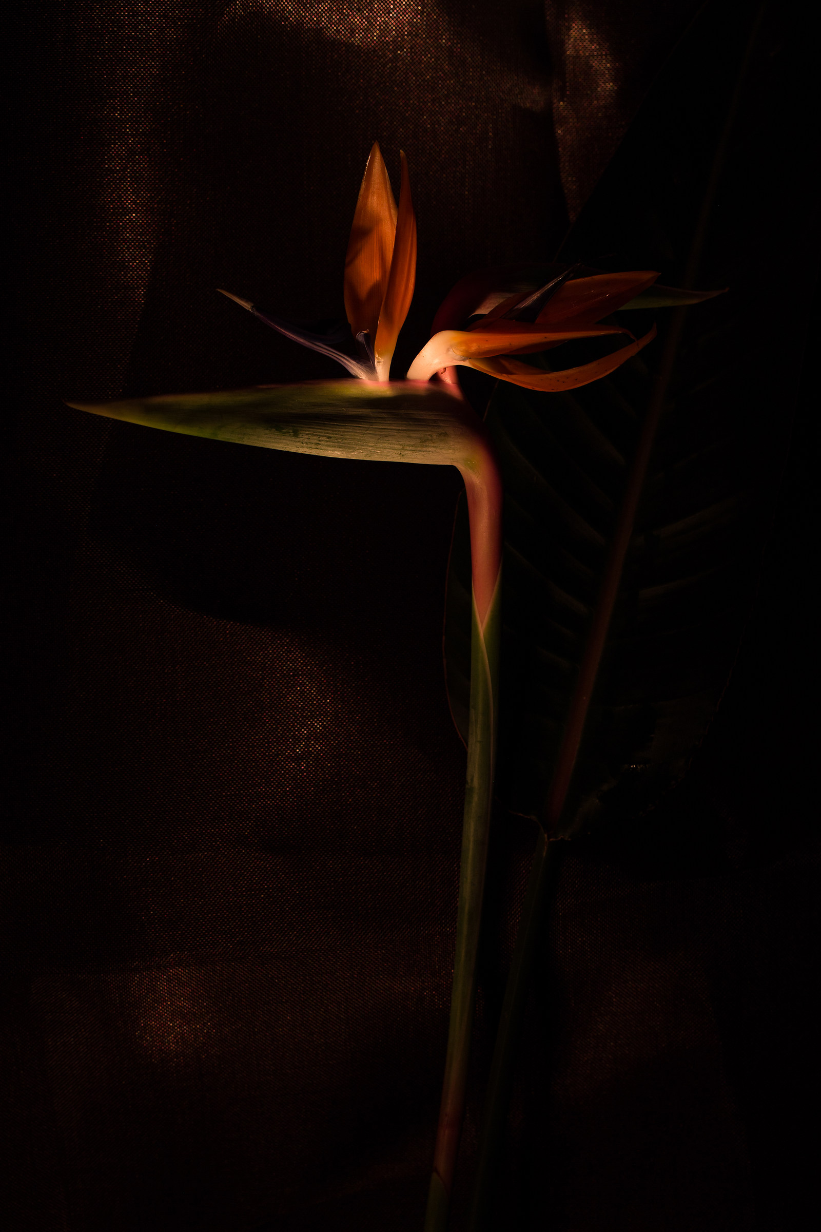 Strelitzia on fire!