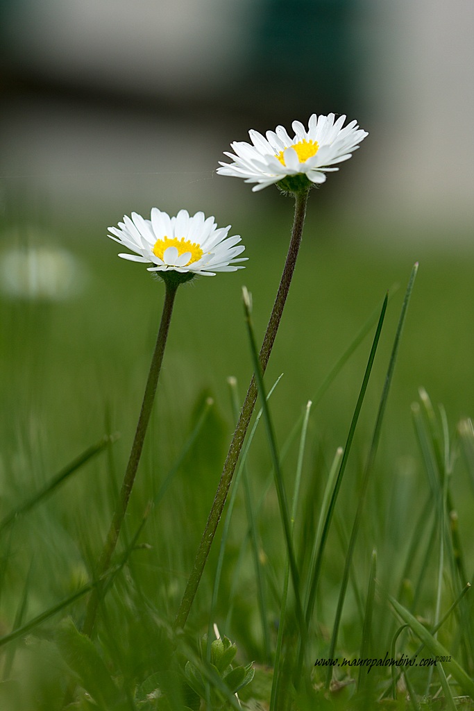 Two daisies