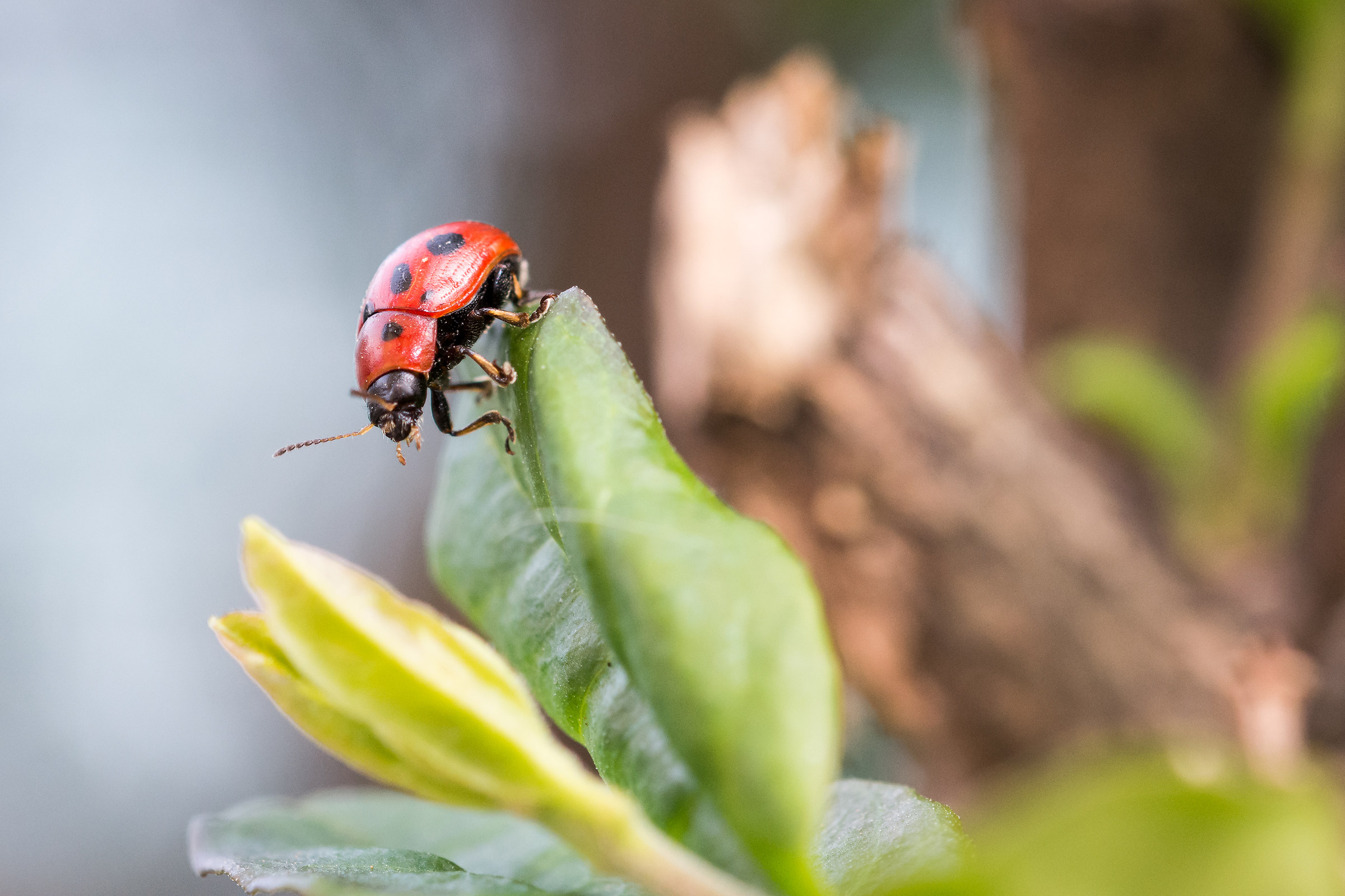 coccinella