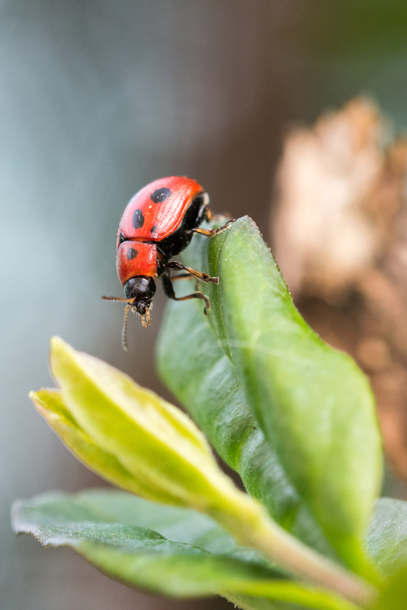 coccinella