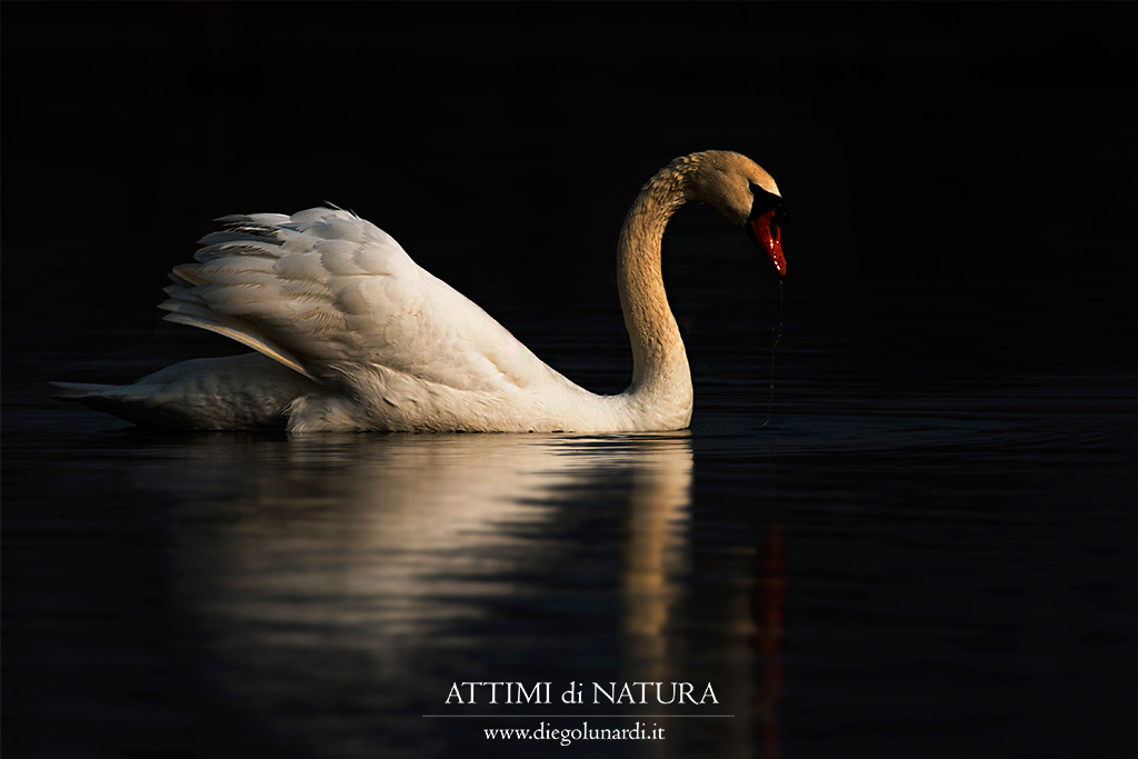 solitario nella sua bellezza