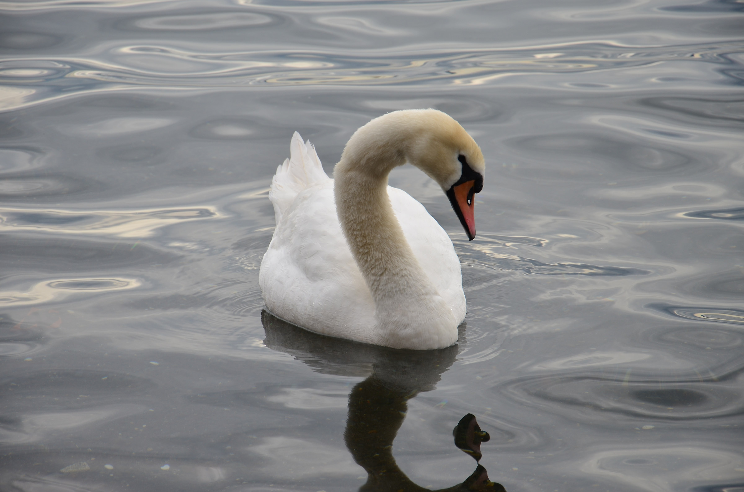 Cigno-Lago di Trevignano