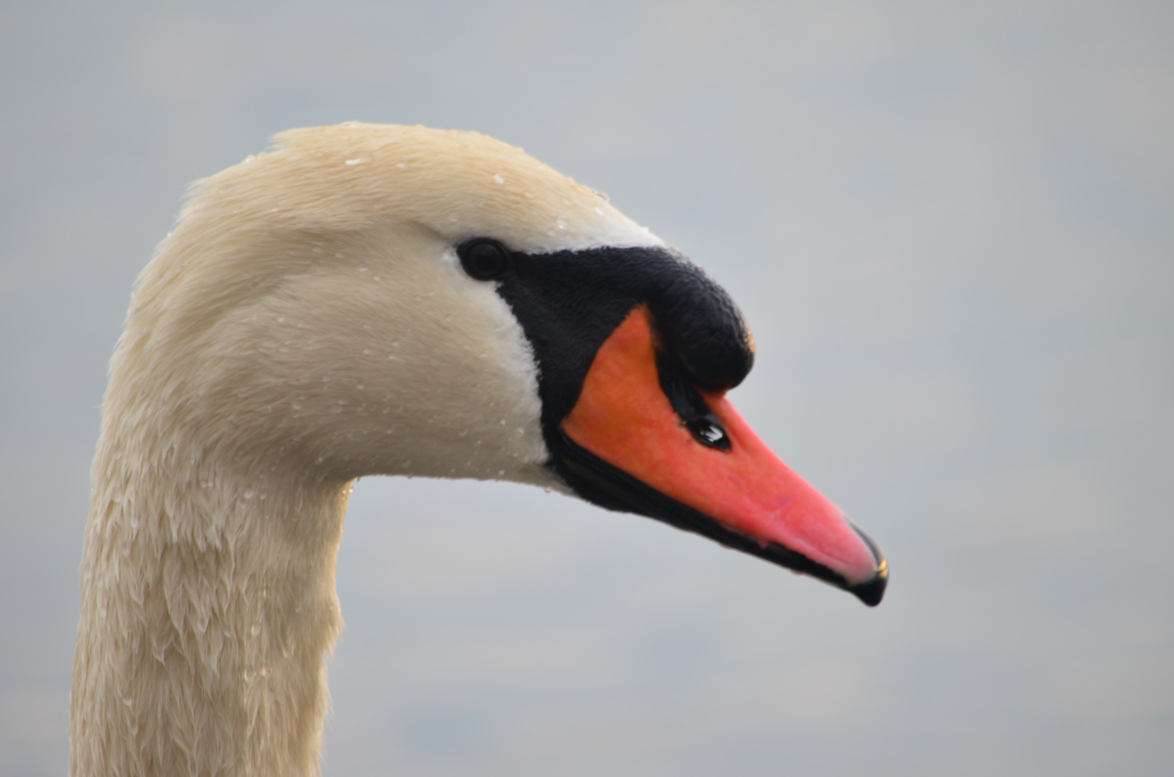 Cigno-Lago di Trevignano