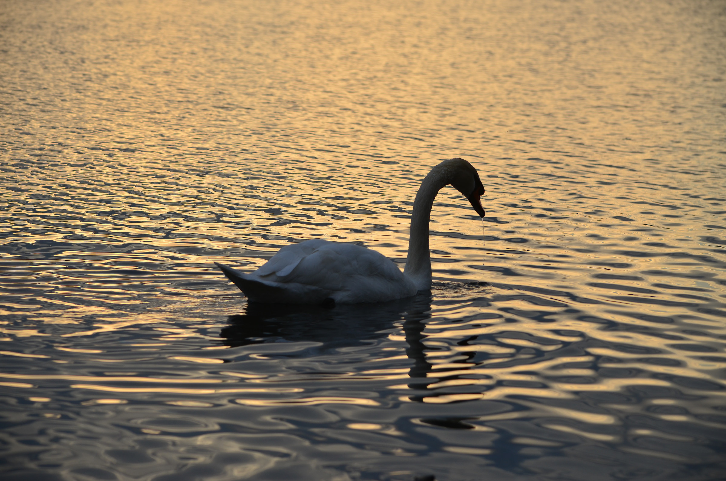 Cigno-Lago di Trevignano