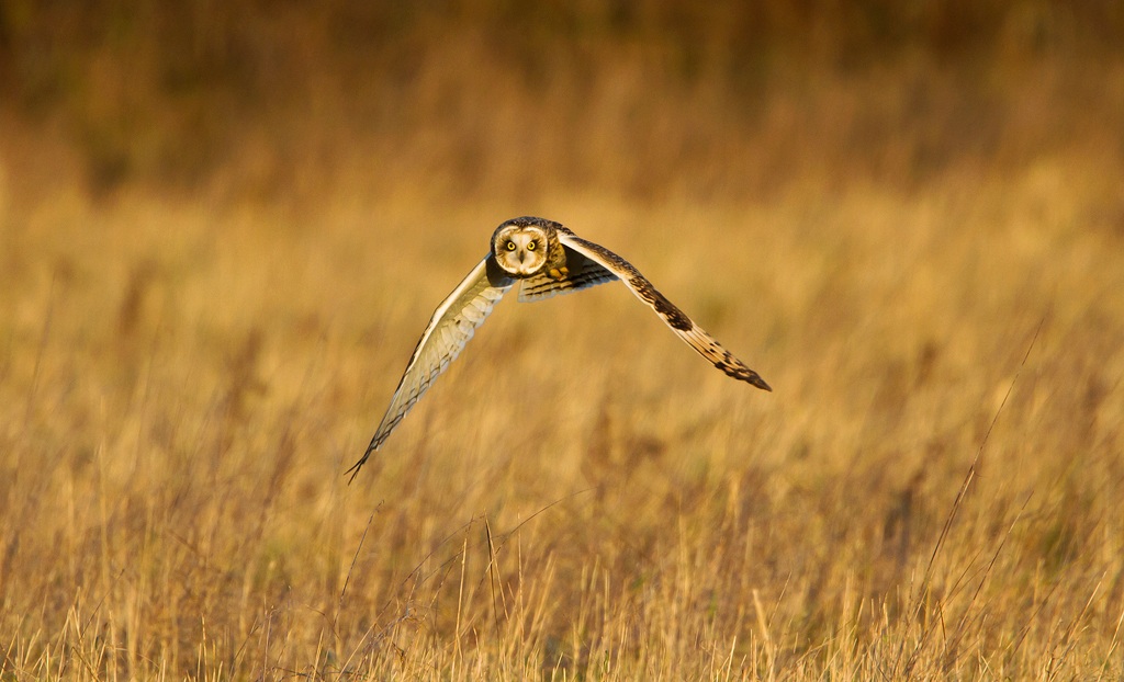 Short Eared Owl
