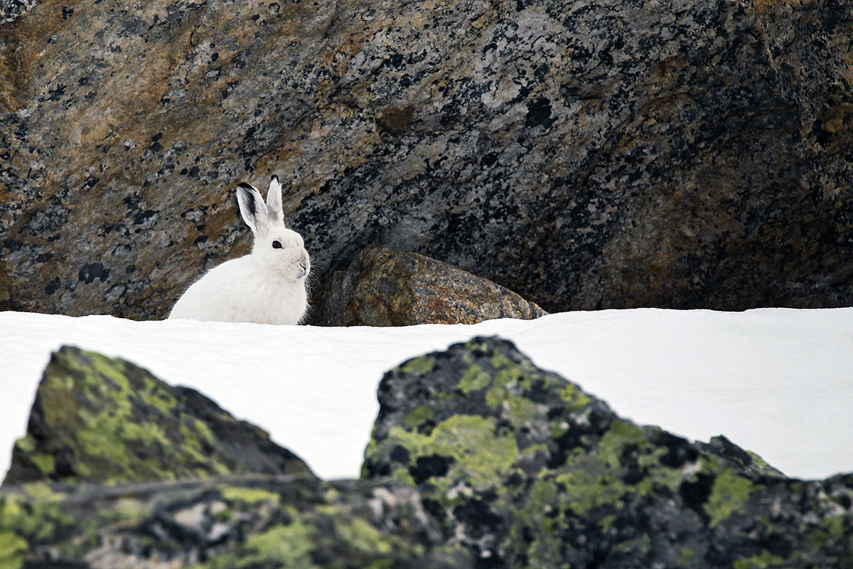 mountain hare