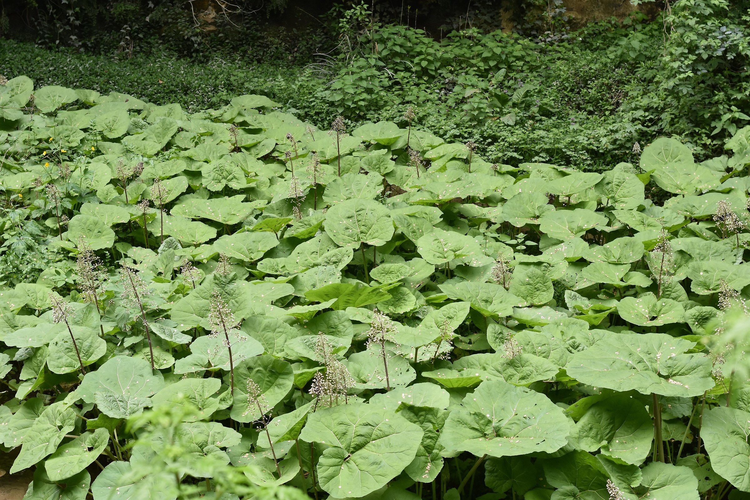 Park Villa Gregoriana