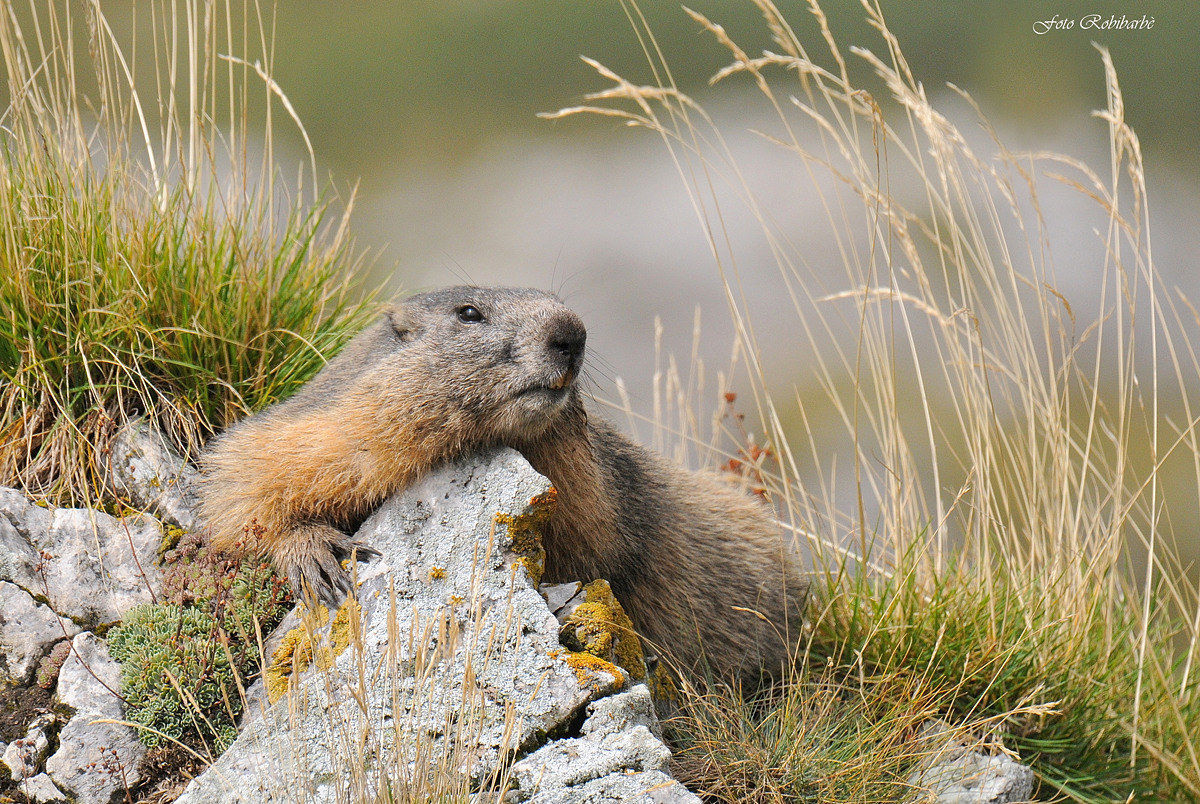 Marmotta....