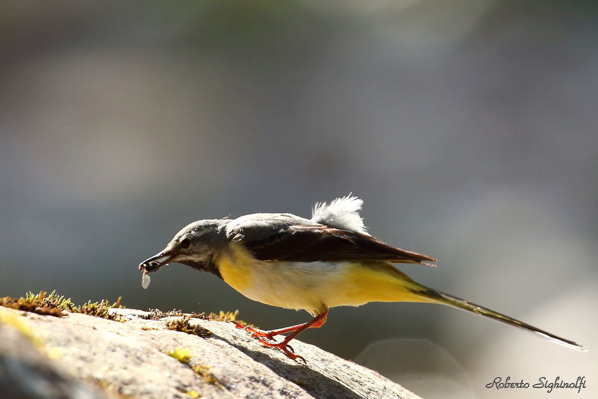 Ballerina gialla cattura insetti 1