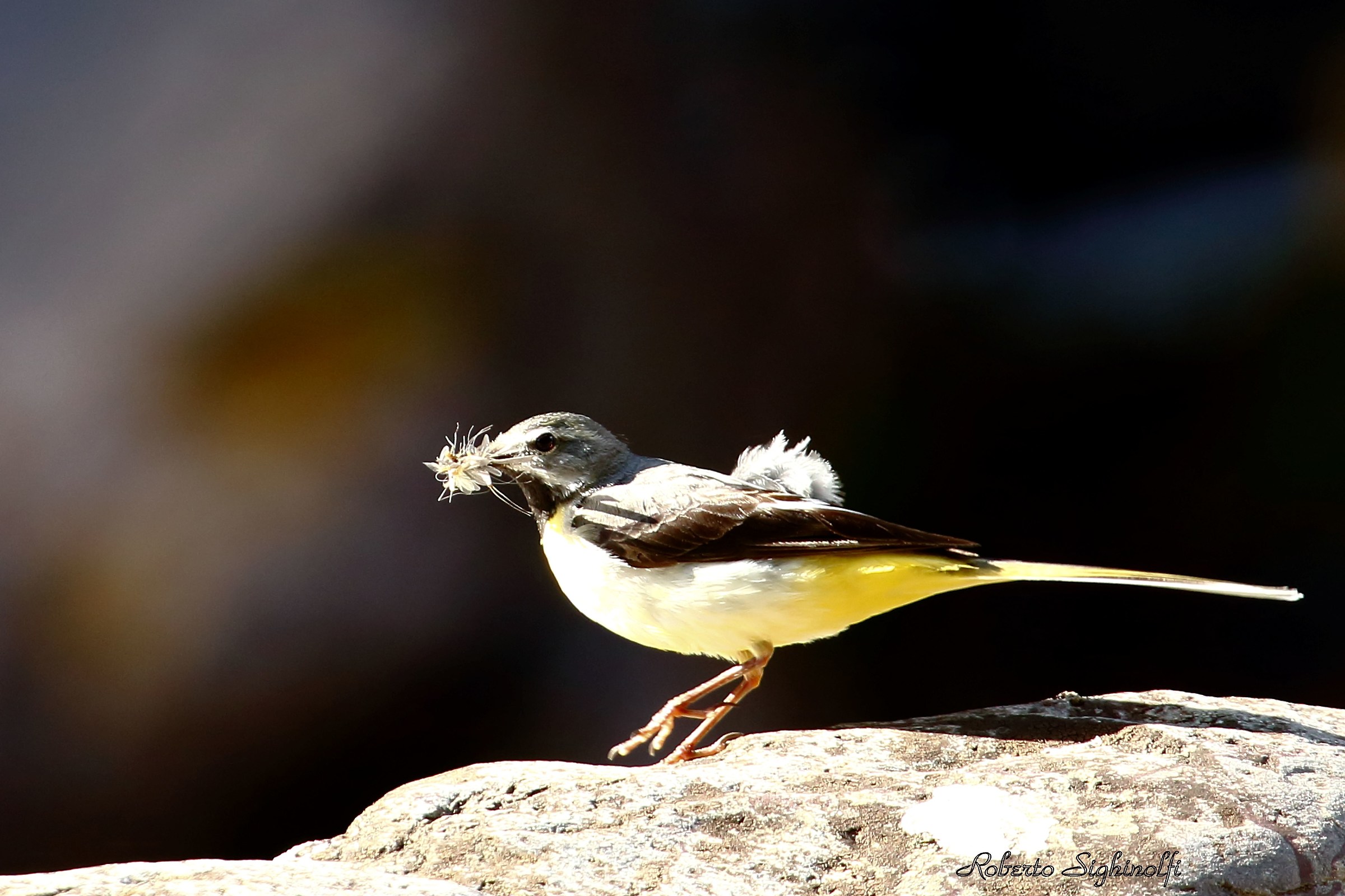 wagtail catch insects 2