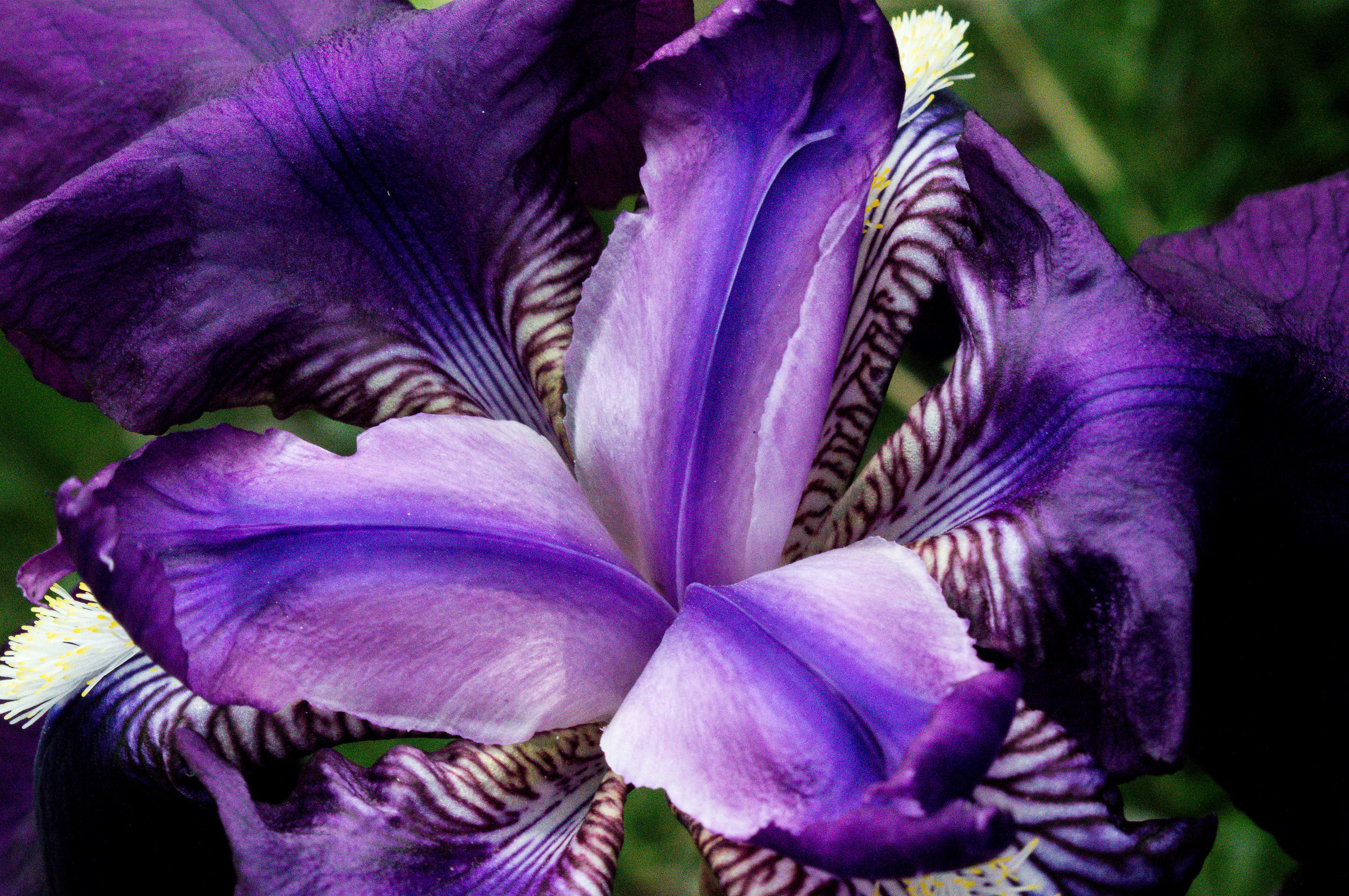 Iris