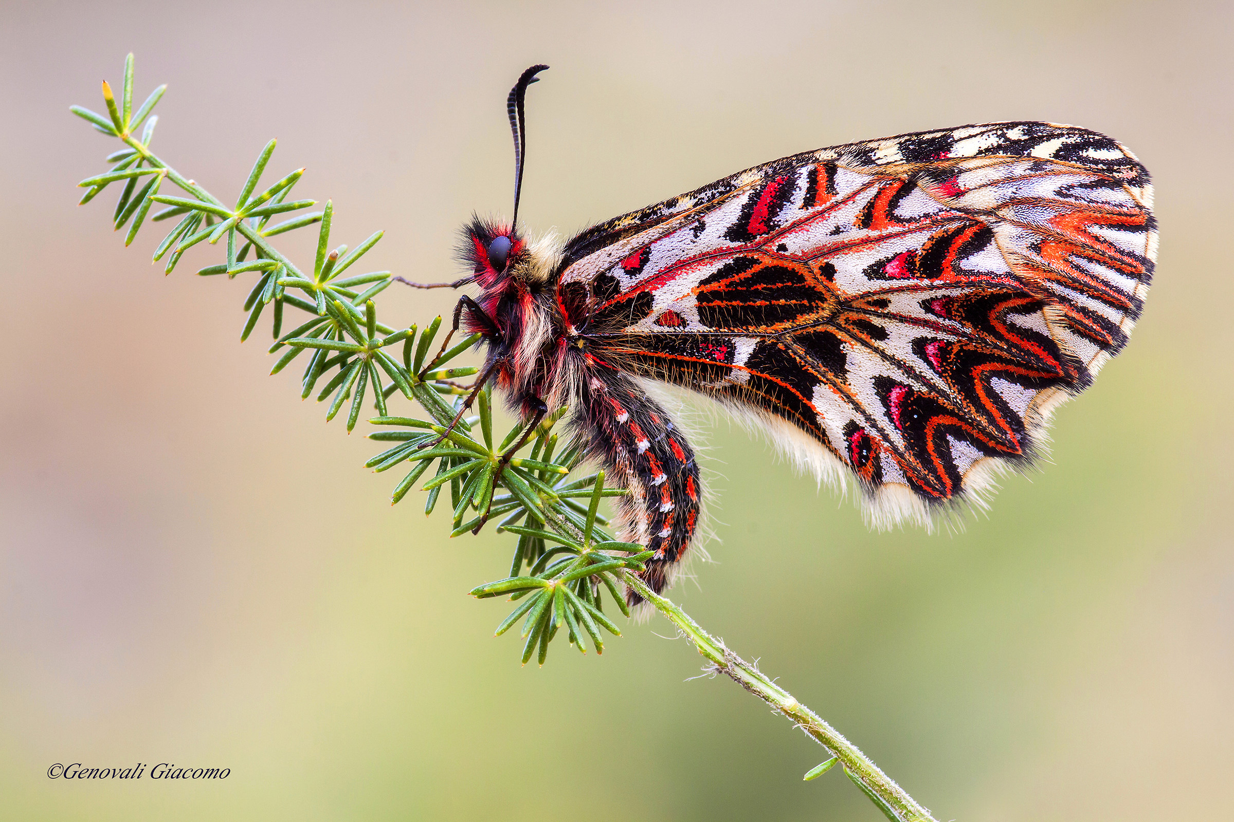 zerynthia polyxena tuttol in its splendor