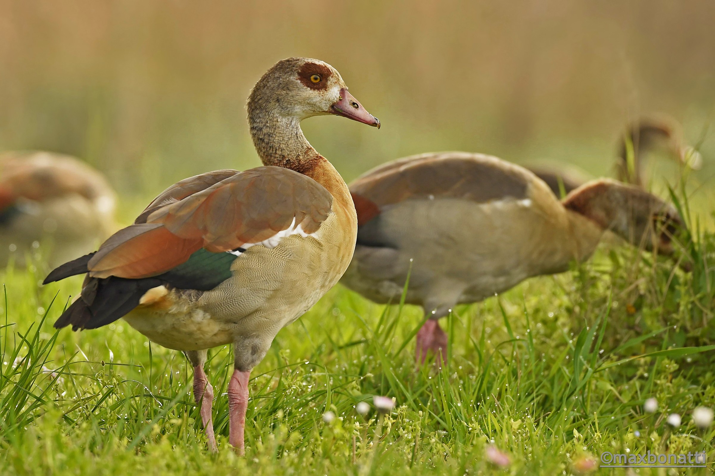 Egyptian Goose (Alopochen aegyptiaca)