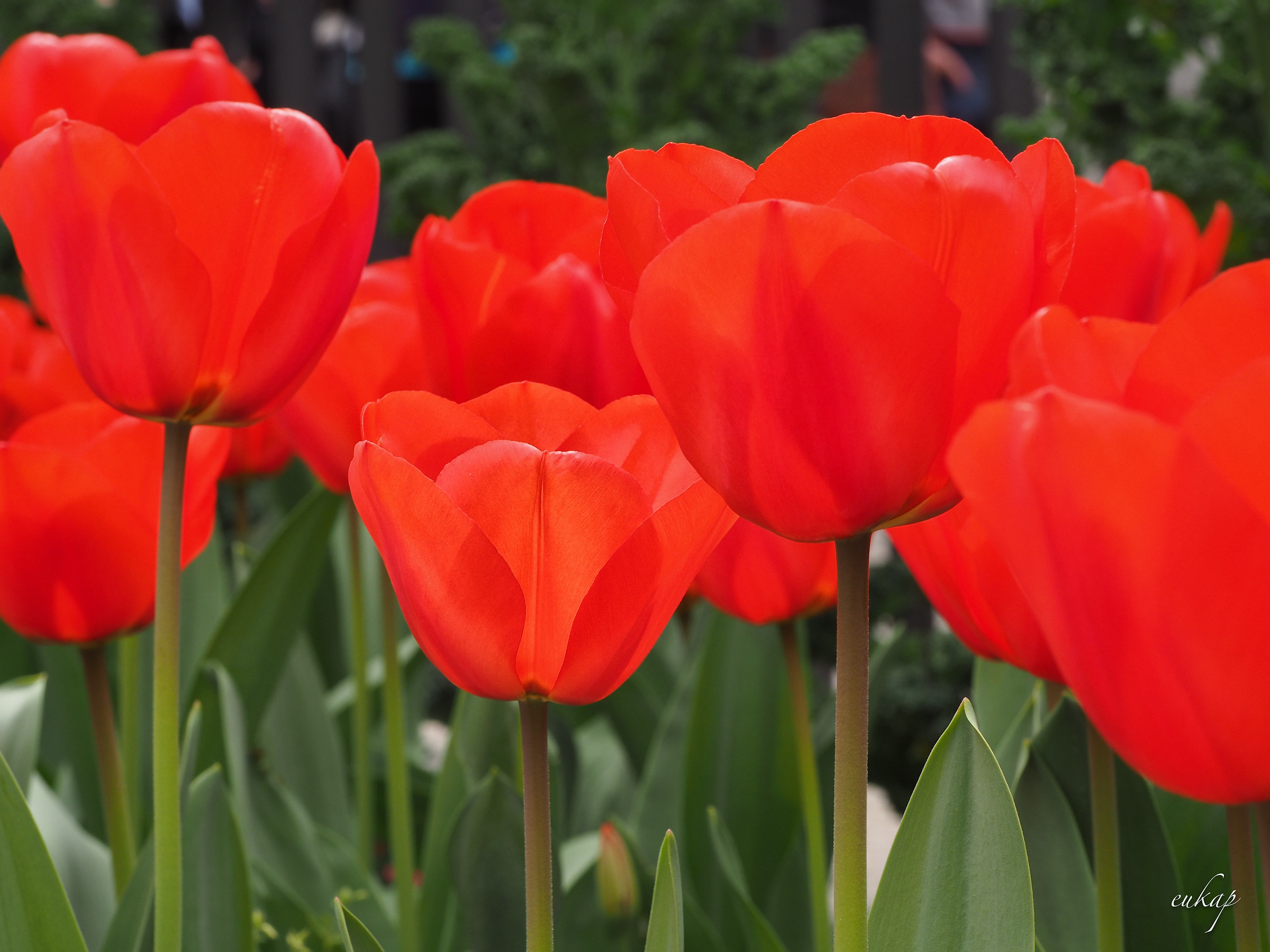 tulips