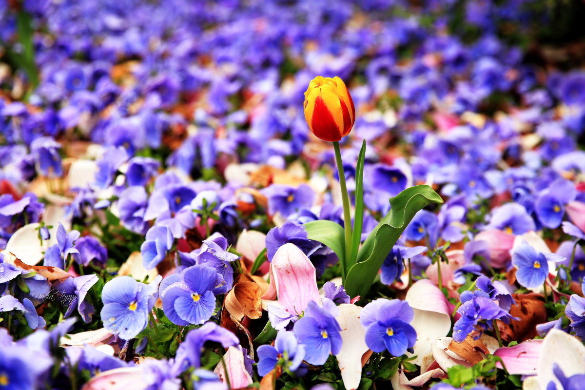 Desire for color ....