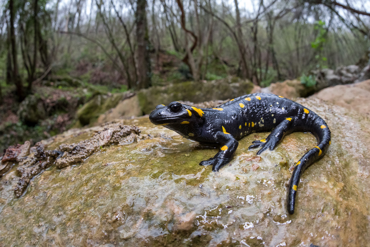 Salamandra pezzata nel suo ambiente...