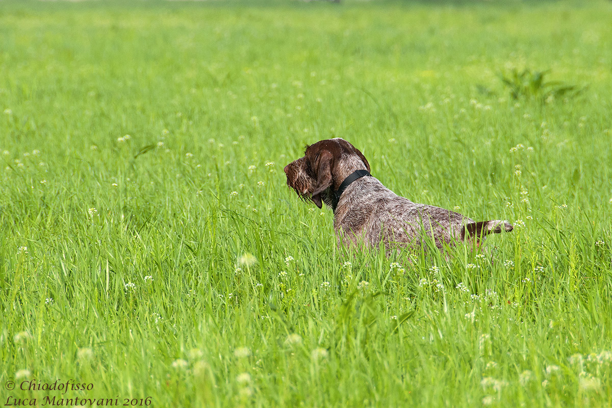 Lady of Becca in stops on fagiana