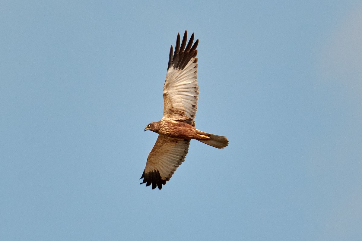 Male marsh harrier