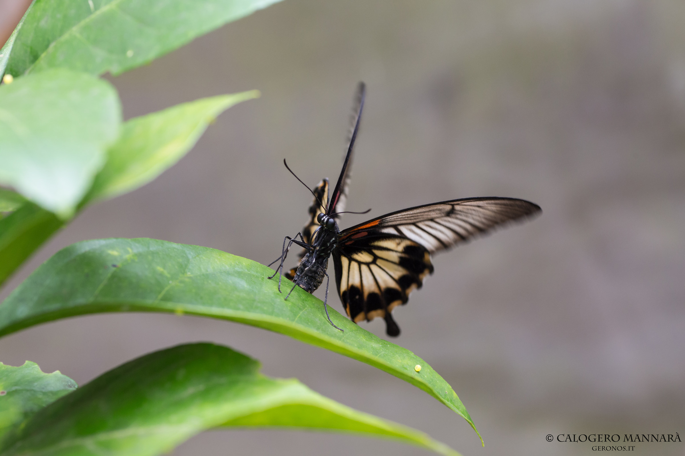 Il ciclo è completo