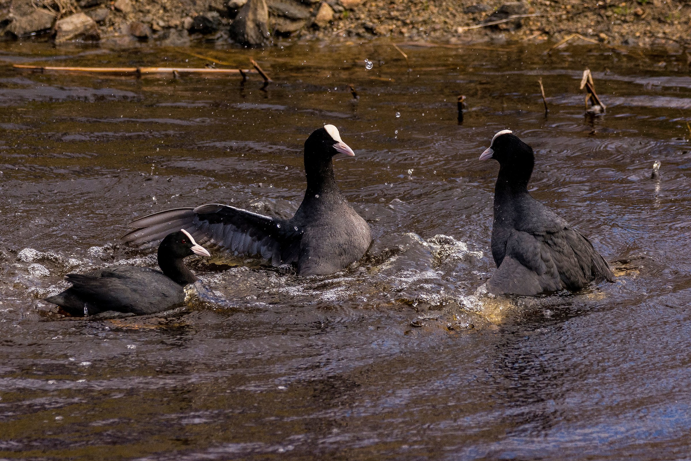 Inizia la contesa per la bella moretta