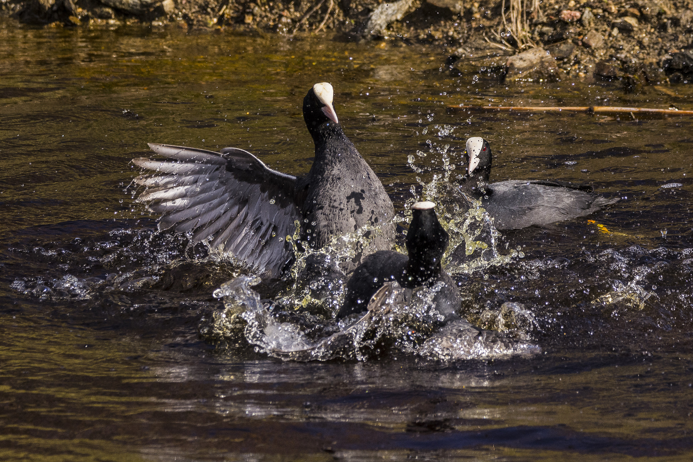 La femminuccia osserva ancora interessata
