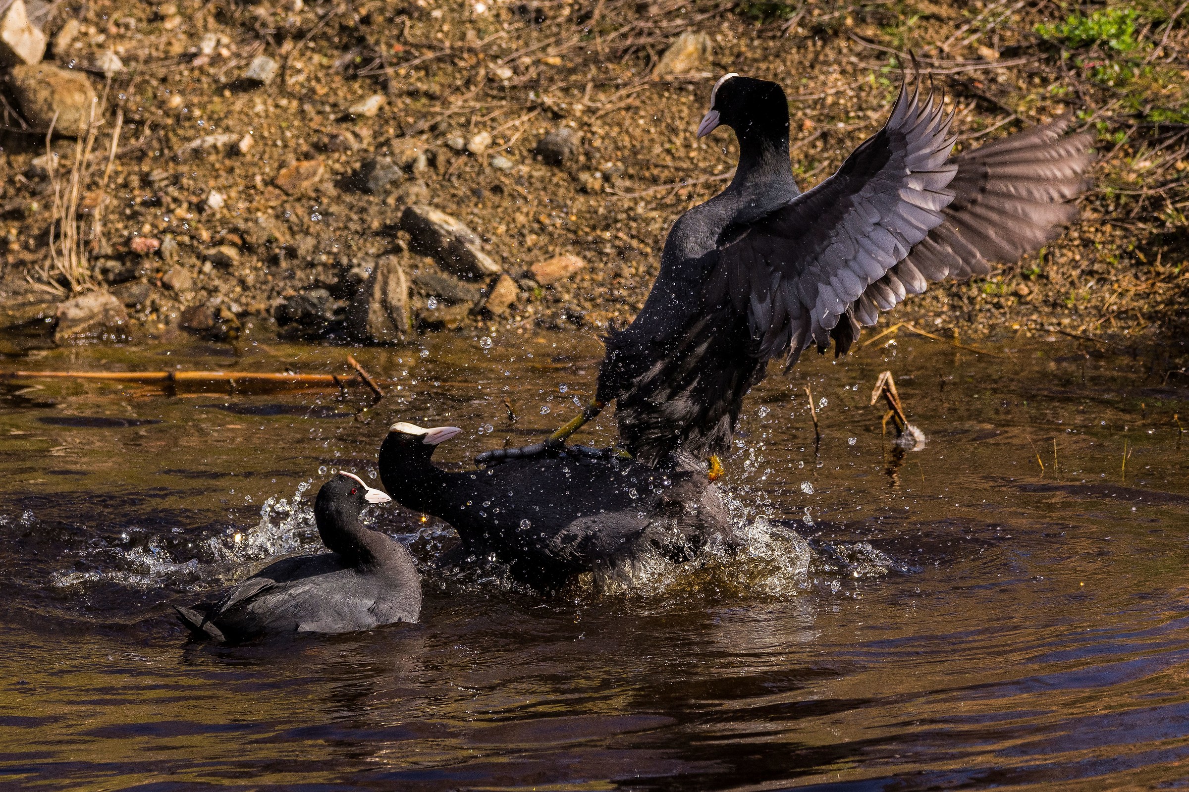 La Femmina continua ancora ad osservare per la scelta