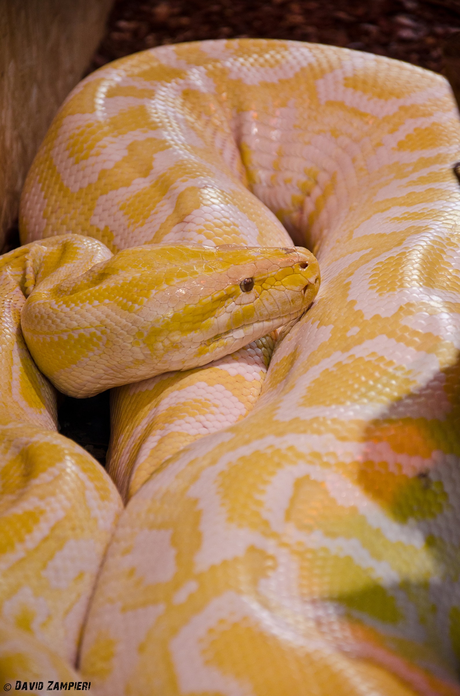 Indian rock python, also called moluro