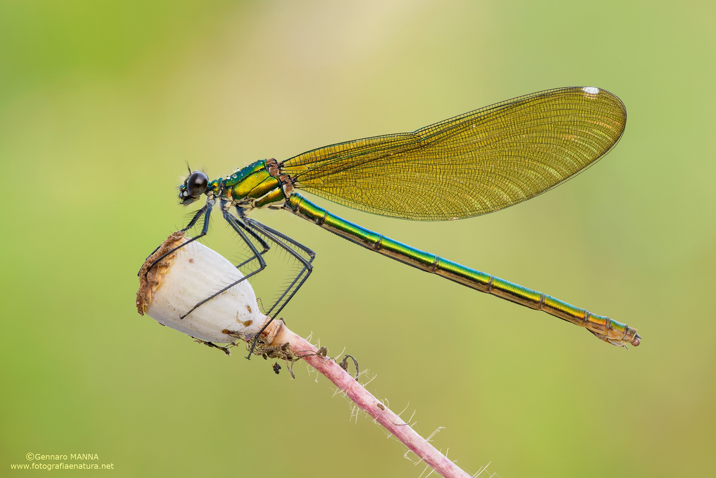 Calopteryx splendens