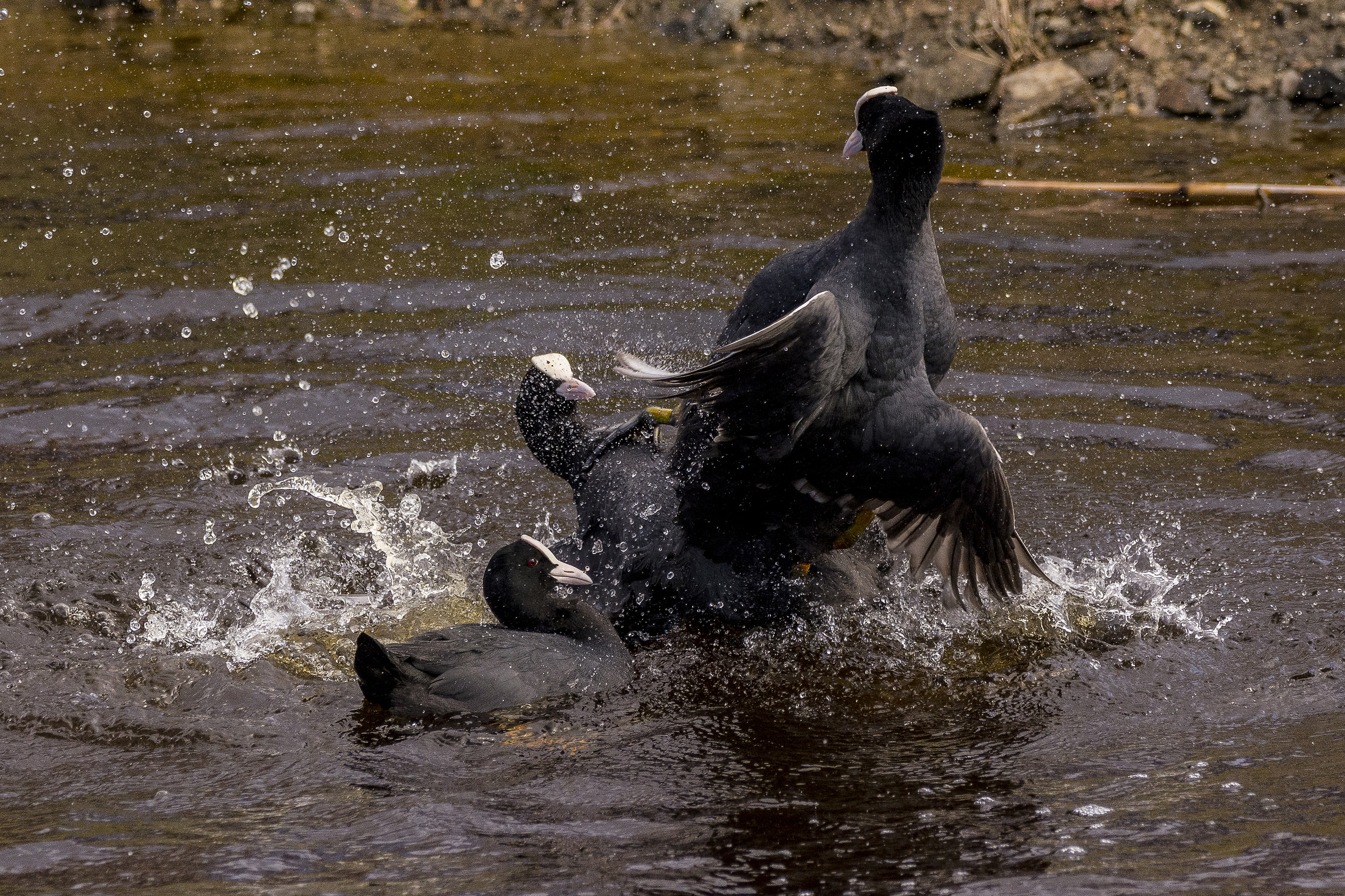 La Femmina è ancora indecisa sulla scelta
