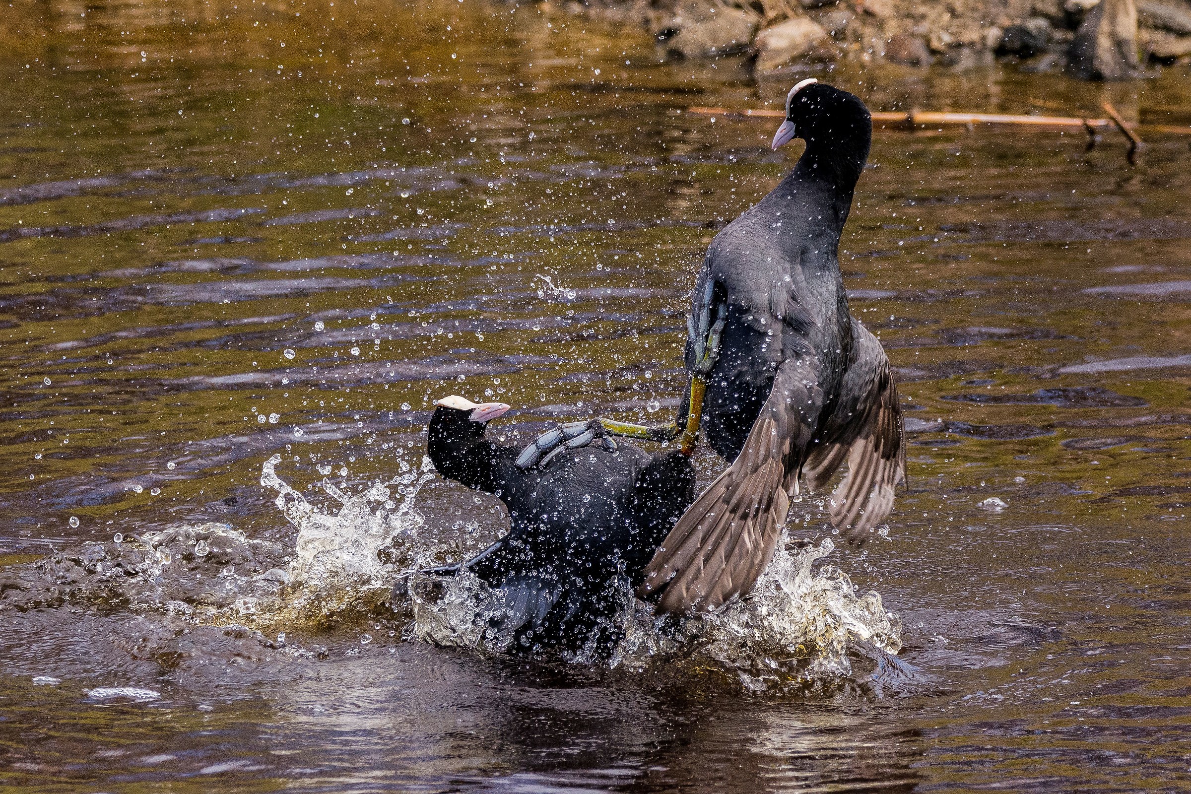 E i maschietti continuano la contesa