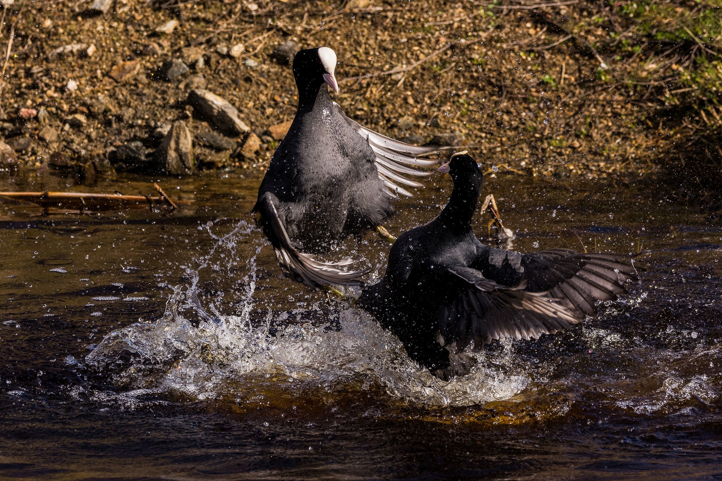 La lotta si fa sempre più dura