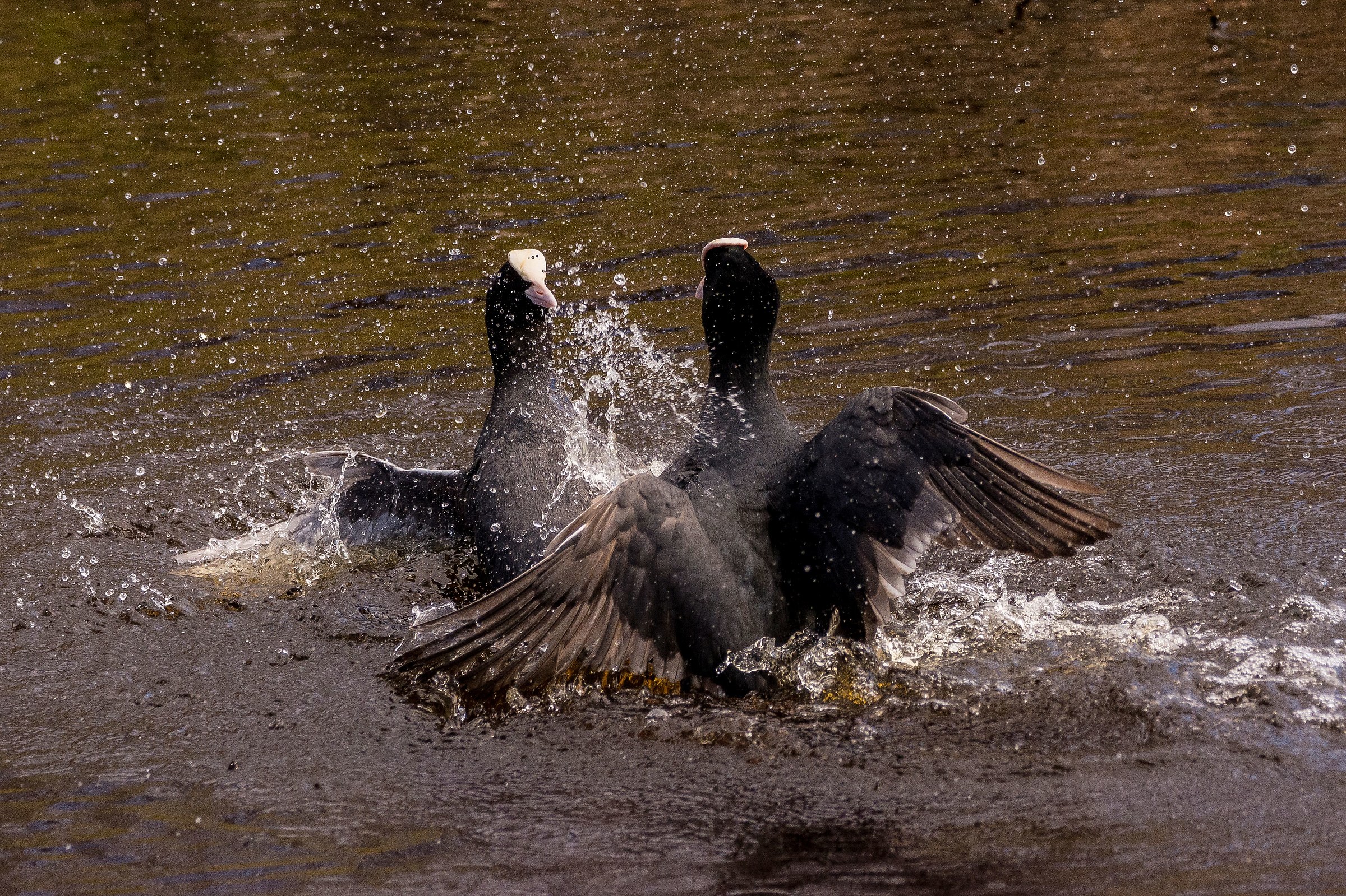 Nessuno vuole soccombere