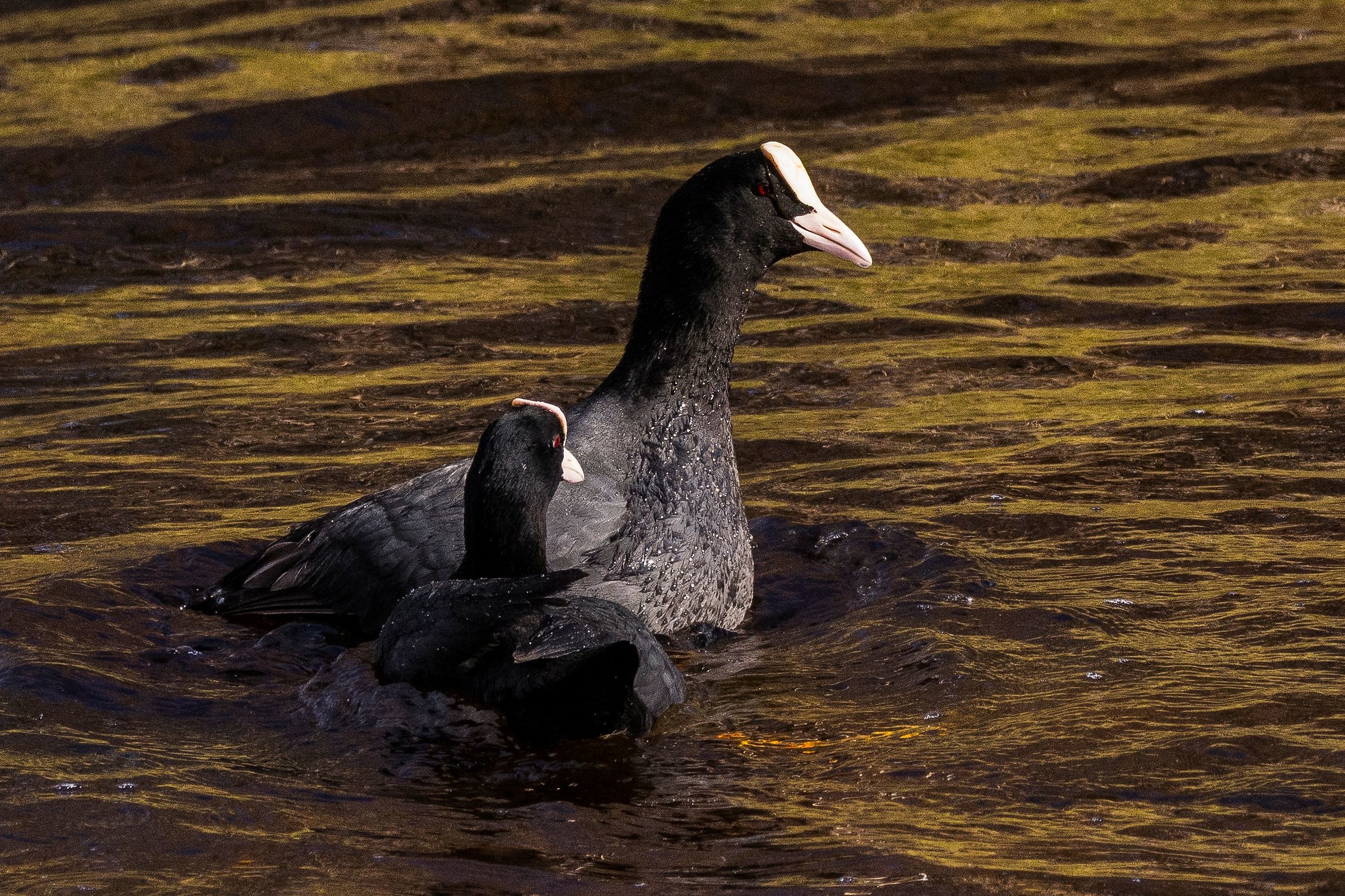 Finalmente la femmina ha fatto la sua scelta