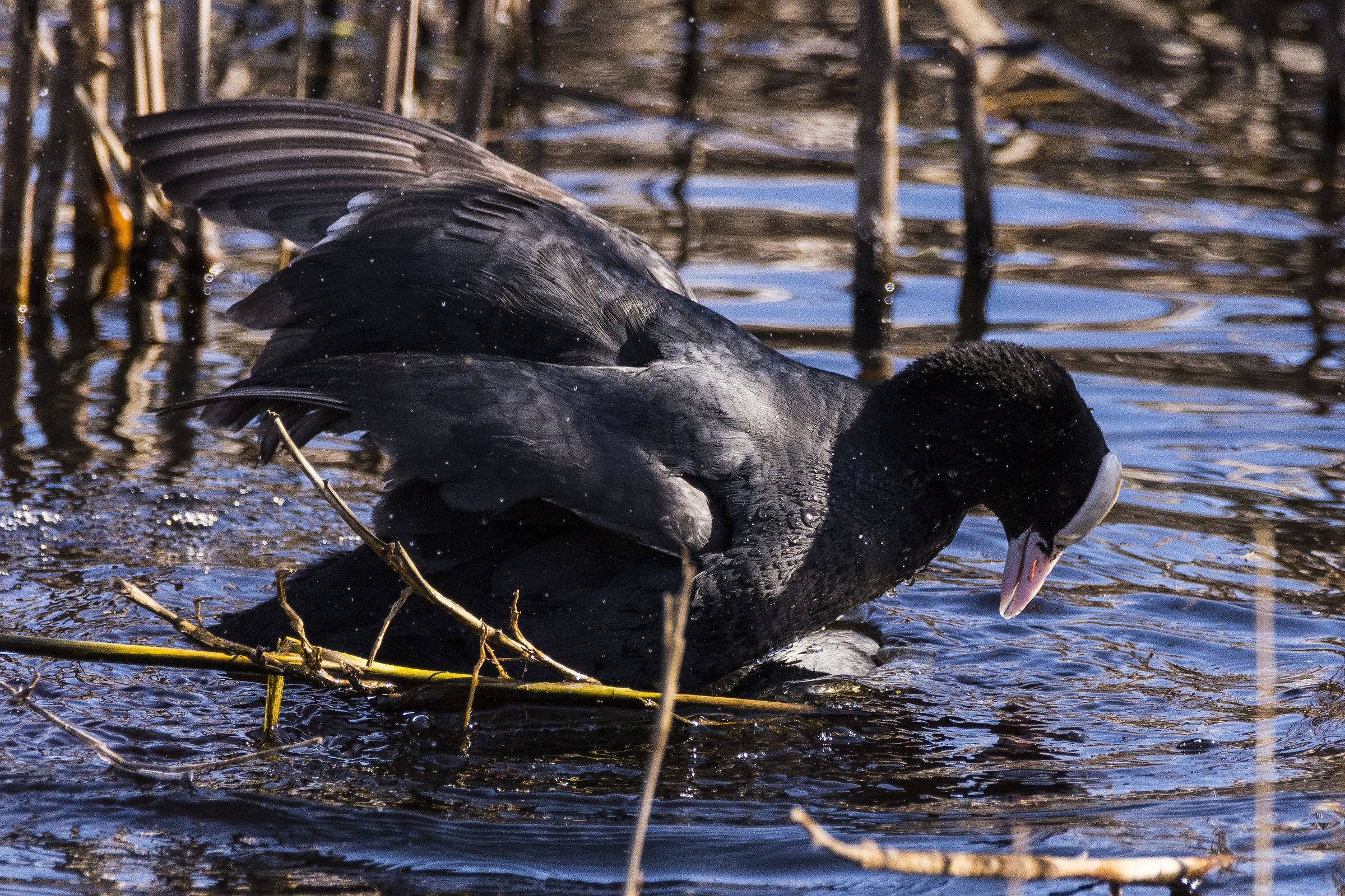 Si consuma l'accoppiamento (la femmina è sotto l&...