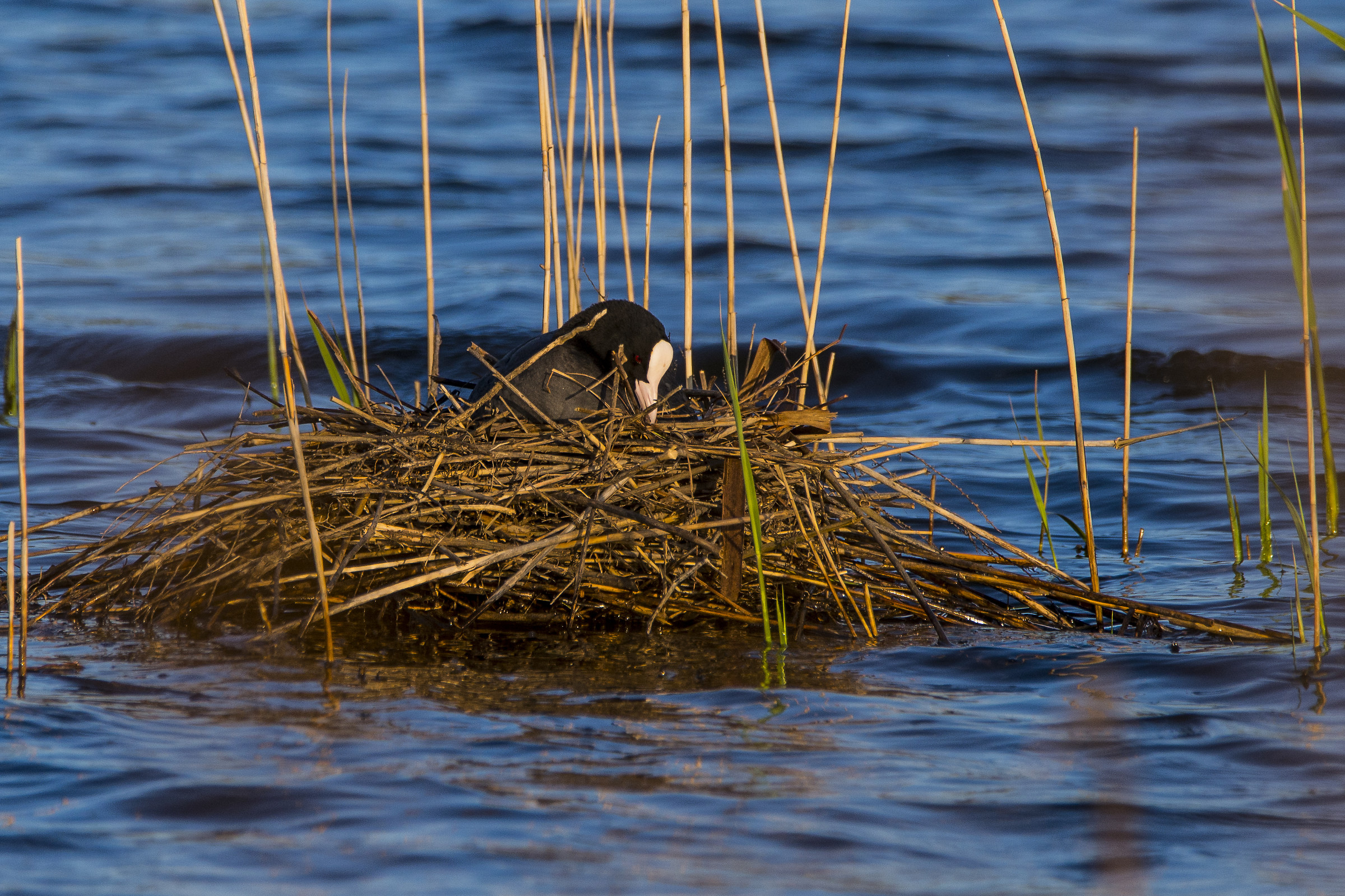 Si covano le uova con tanta pazienza
