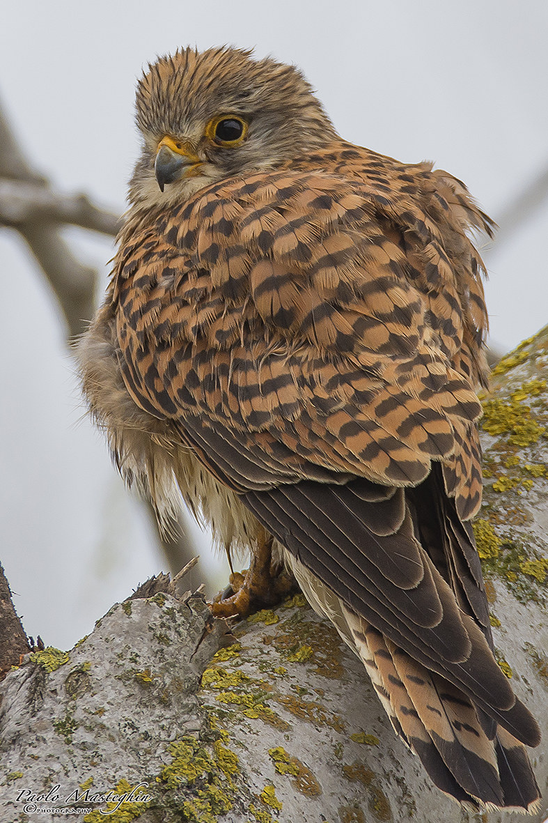 Kestrel in drying plumage ...